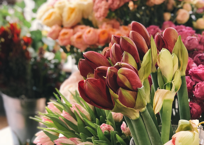 Same-Day Flower Delivery Fitzroy - Tribal Rose