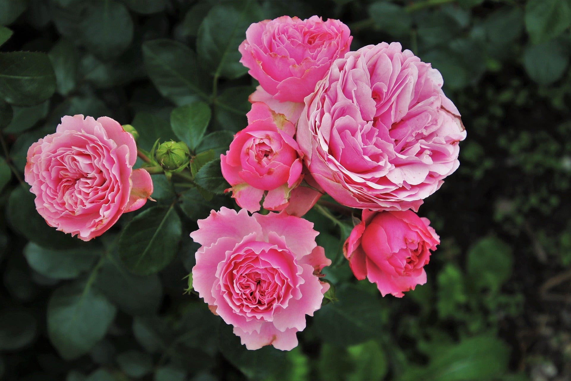 Valentines Day Flowers