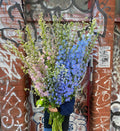 Delphinium Tall Stem Bouquet