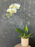 Phalaenopsis Orchid- White