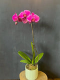 Phalaenopsis Orchid – magenta