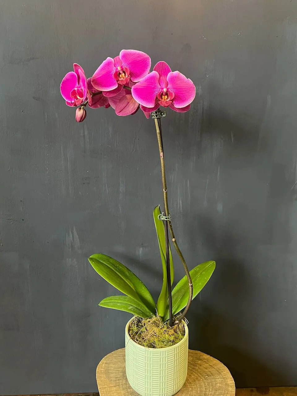 Phalaenopsis Orchid – magenta