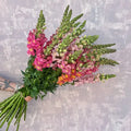 Single Variety- Snap Dragons